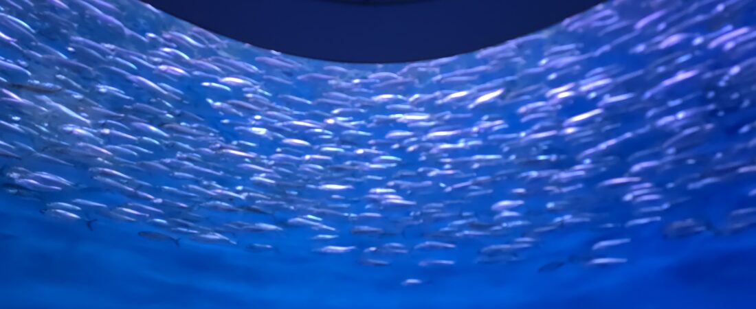 Przyczepą Kempingową po Kalifornii – Kemping Nad Oceanem, Santa Cruz i Monterey Aquarium