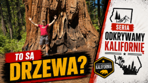 Gigantyczne sekwoje w Calaveras Big Trees State Park w Kalifornii